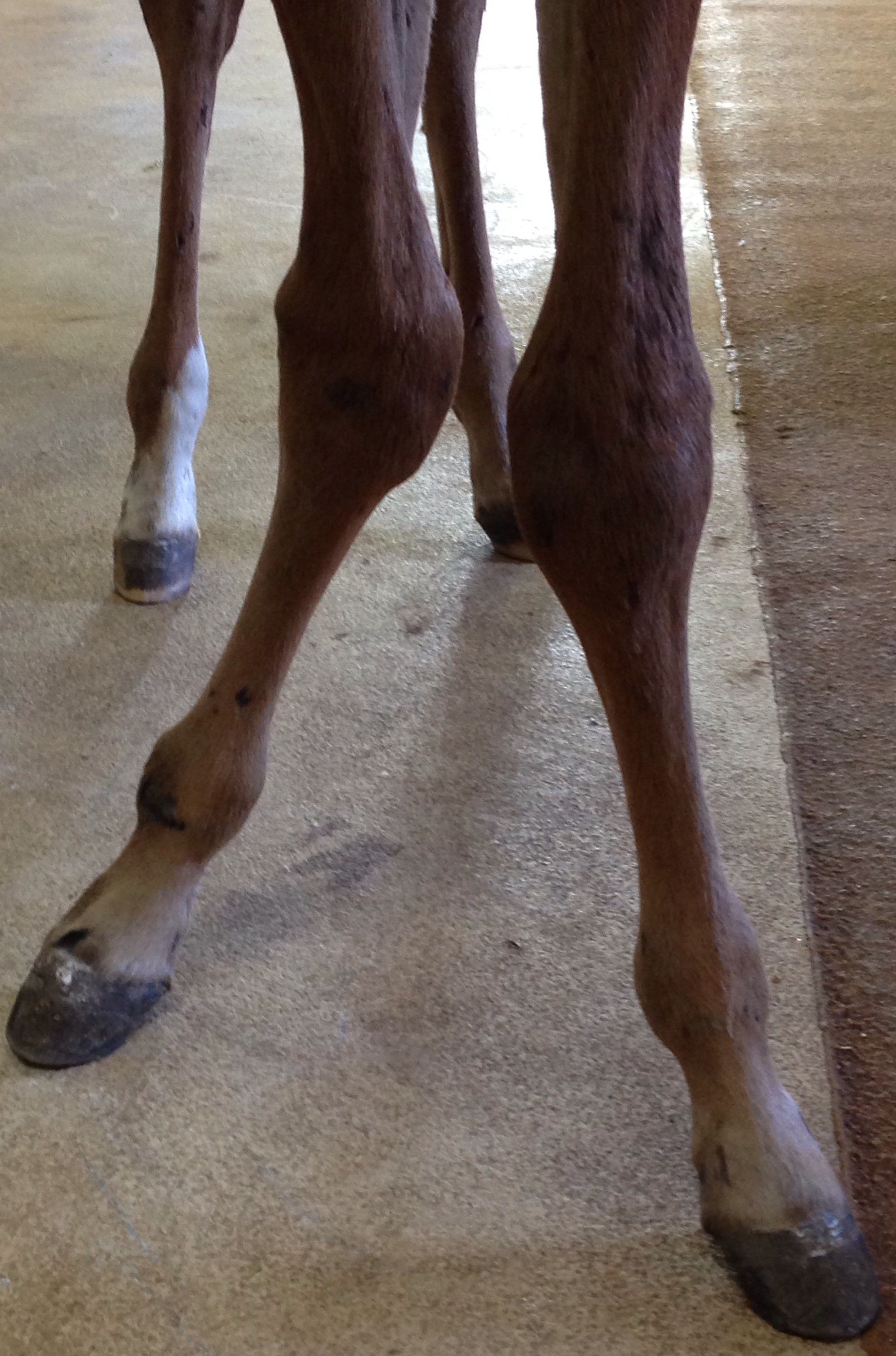 Strong Foals Straight Legs Darling Downs Vets