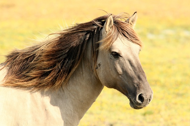 Management of equine wounds Part 1 – what horse owners need to know