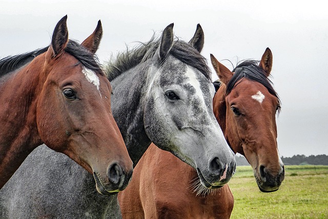 Management of equine wounds Part 2 – more serious wound repair