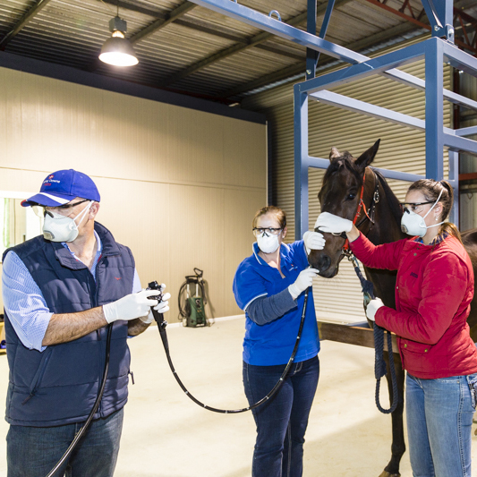 Join Darling Downs Vets and Ranlab for Open Day and Scope Offer 10th September