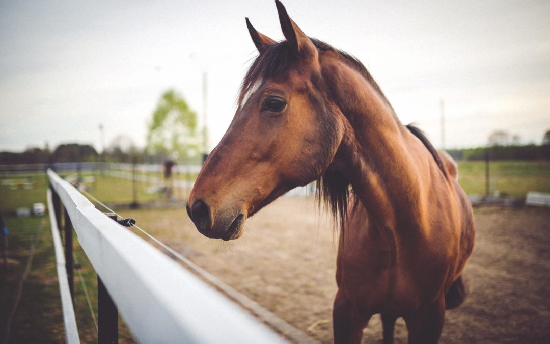 Locking Stifles What Does It Mean Darling Downs Vets