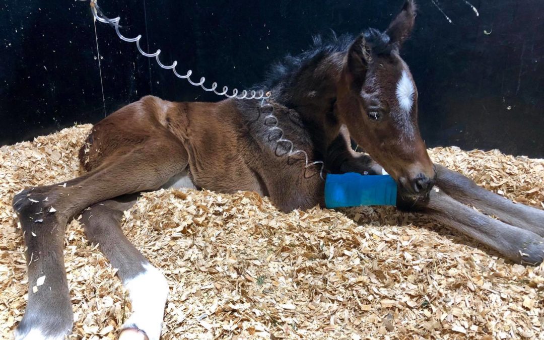 New-born Foal Care
