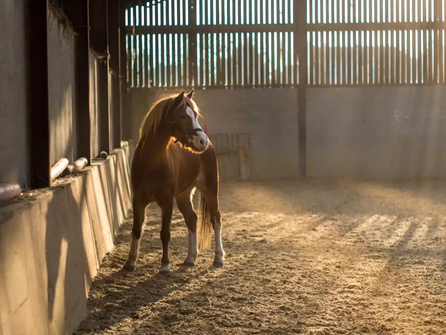 Management of equine wounds Part 2 - more serious wound repair - Darling  Downs Vets