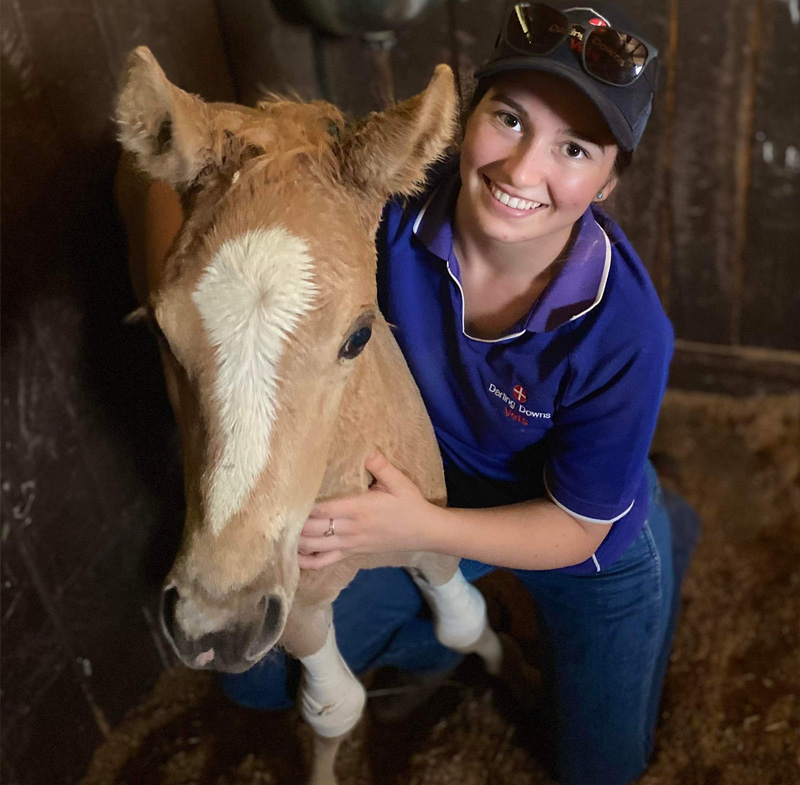 DDVH - Equine Vet Services