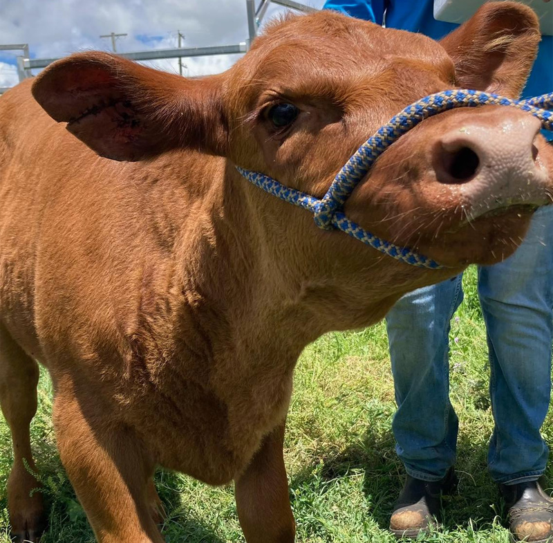 DDVH - Farm Animal Services