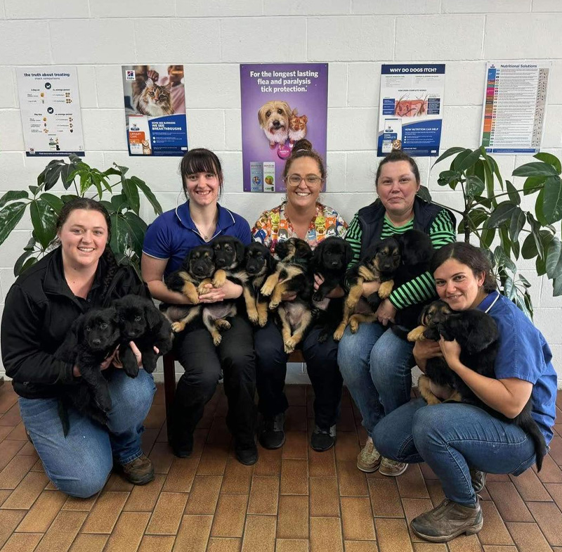 DDVH - Small Animal Vet Services
