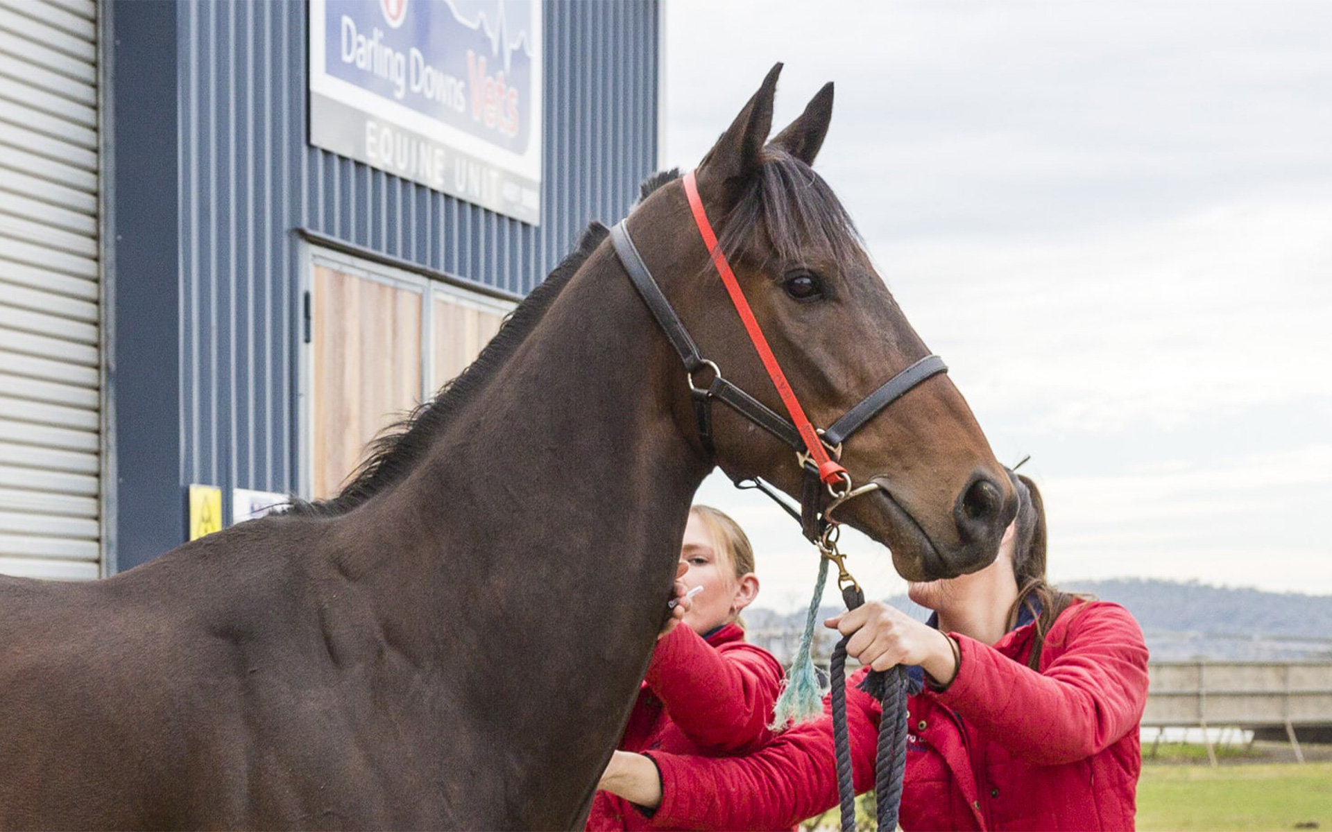 Darling Downs Vets - Wellcamp Equine Unit Darling Downs Vets - Wellcamp Equine Unit