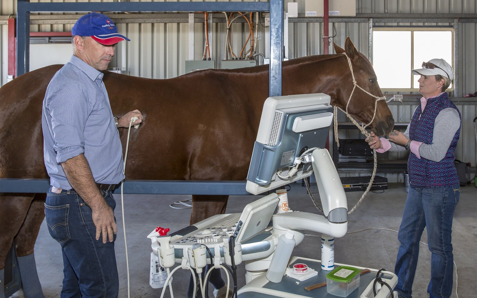 Darling Downs Vets - Wellcamp Equine Unit Darling Downs Vets - Wellcamp Equine Unit